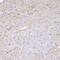 c-Kit antibody, 13-151, ProSci, Immunohistochemistry paraffin image 