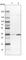 OTU Domain Containing 6B antibody, HPA024772, Atlas Antibodies, Western Blot image 