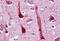 Crystallin Mu antibody, MBS245804, MyBioSource, Immunohistochemistry frozen image 