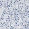 Transmembrane Protein 154 antibody, HPA019184, Atlas Antibodies, Immunohistochemistry frozen image 
