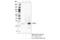 Activating Transcription Factor 3 antibody, 18665S, Cell Signaling Technology, Immunoprecipitation image 