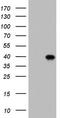 Boule Homolog, RNA Binding Protein antibody, TA804236S, Origene, Western Blot image 