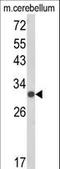 Upstream Transcription Factor 2, C-Fos Interacting antibody, LS-C160463, Lifespan Biosciences, Western Blot image 