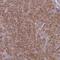 Golgin A3 antibody, NBP1-91952, Novus Biologicals, Immunohistochemistry frozen image 