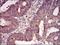 Casein Kinase 2 Beta antibody, NBP2-52449, Novus Biologicals, Immunohistochemistry frozen image 