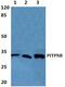 Phosphatidylinositol Transfer Protein Beta antibody, PA5-37017, Invitrogen Antibodies, Western Blot image 