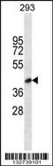 Blood Vessel Epicardial Substance antibody, 56-794, ProSci, Western Blot image 