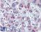 Centromere Protein F antibody, LS-B3046, Lifespan Biosciences, Immunohistochemistry frozen image 
