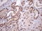 Mediator Complex Subunit 15 antibody, CF807906, Origene, Immunohistochemistry frozen image 