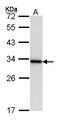 Tyrosine 3-Monooxygenase/Tryptophan 5-Monooxygenase Activation Protein Beta antibody, LS-B4793, Lifespan Biosciences, Western Blot image 