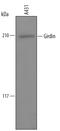 Coiled-Coil Domain Containing 88A antibody, BAF5345, R&D Systems, Western Blot image 