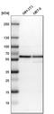 Protein Disulfide Isomerase Family A Member 3 antibody, HPA003230, Atlas Antibodies, Western Blot image 