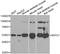 Myotilin antibody, STJ28522, St John