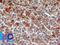 Caspase 7 antibody, NB100-56529, Novus Biologicals, Immunohistochemistry paraffin image 