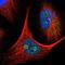 Mitogen-Activated Protein Kinase 13 antibody, NBP1-87373, Novus Biologicals, Immunocytochemistry image 