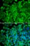 Galactosidase Alpha antibody, orb376000, Biorbyt, Immunofluorescence image 
