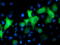 NIMA Related Kinase 9 antibody, LS-C173217, Lifespan Biosciences, Immunofluorescence image 