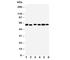 Monoamine Oxidase B antibody, R30733, NSJ Bioreagents, Western Blot image 