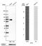 Nuclear factor 1 A-type antibody, NBP1-81407, Novus Biologicals, Western Blot image 