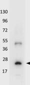 Interleukin-32 antibody, GTX48653, GeneTex, Western Blot image 