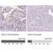 45 kDa calcium-binding protein antibody, NBP2-47284, Novus Biologicals, Immunohistochemistry paraffin image 
