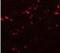 Tectonic Family Member 1 antibody, NBP1-77182, Novus Biologicals, Immunofluorescence image 