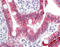 IL-17 antibody, TA318811, Origene, Immunohistochemistry frozen image 