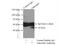 Gal-9 antibody, 17938-1-AP, Proteintech Group, Immunoprecipitation image 