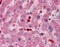 Glutamate-Cysteine Ligase Modifier Subunit antibody, ARP54624_P050, Aviva Systems Biology, Immunohistochemistry frozen image 