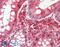 Ribosomal Protein S6 Kinase A2 antibody, 42-756, ProSci, Enzyme Linked Immunosorbent Assay image 