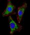 ISG15 Ubiquitin Like Modifier antibody, M00554-1, Boster Biological Technology, Immunofluorescence image 