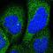 Rap1 GTPase-GDP Dissociation Stimulator 1 antibody, HPA019060, Atlas Antibodies, Immunofluorescence image 