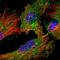 Dynamin 1 Like antibody, HPA039324, Atlas Antibodies, Immunofluorescence image 