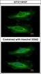 Hdc Homolog, Cell Cycle Regulator antibody, GTX119157, GeneTex, Immunofluorescence image 