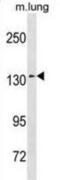 SEC31 Homolog A, COPII Coat Complex Component antibody, abx031415, Abbexa, Western Blot image 