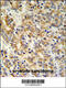 Thioredoxin Domain Containing 12 antibody, 61-692, ProSci, Immunofluorescence image 