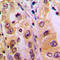 SURF1 Cytochrome C Oxidase Assembly Factor antibody, LS-C352891, Lifespan Biosciences, Immunohistochemistry frozen image 