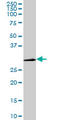 Cyclin Dependent Kinase 1 antibody, LS-C133065, Lifespan Biosciences, Western Blot image 