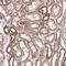 Zinc Finger Protein 211 antibody, NBP2-13558, Novus Biologicals, Immunohistochemistry frozen image 