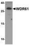 WD repeat-containing protein 61 antibody, PA5-72827, Invitrogen Antibodies, Western Blot image 