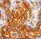 Cadherin 11 antibody, AF1790, R&D Systems, Immunohistochemistry frozen image 
