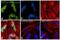 Mouse IgG2a antibody, A-21131, Invitrogen Antibodies, Immunofluorescence image 
