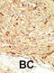 Serine/threonine-protein kinase 4 antibody, abx033765, Abbexa, Immunohistochemistry paraffin image 