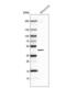 BarH Like Homeobox 1 antibody, NBP1-86513, Novus Biologicals, Western Blot image 