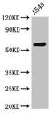 Podocalyxin Like antibody, CSB-PA13447A0Rb, Cusabio, Western Blot image 