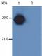 Major Histocompatibility Complex, Class II, DP Beta 1 antibody, NB500-447, Novus Biologicals, Western Blot image 