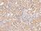 Chondroitin Sulfate N-Acetylgalactosaminyltransferase 2 antibody, 201421-T08, Sino Biological, Immunohistochemistry frozen image 