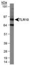 Toll-like receptor 10 antibody, PA1-46478, Invitrogen Antibodies, Western Blot image 