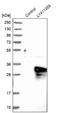 Ankyrin Repeat And SOCS Box Containing 9 antibody, NBP1-85081, Novus Biologicals, Western Blot image 