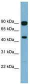 Acylglycerol Kinase antibody, TA344896, Origene, Western Blot image 